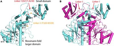 Crystal Structure of an Intramolecular Mesaconyl-Coenzyme A Transferase From the 3-Hydroxypropionic Acid Cycle of Roseiflexus castenholzii